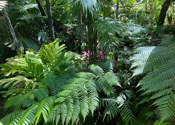 Daintree Secrets Rainforest Sanctuary